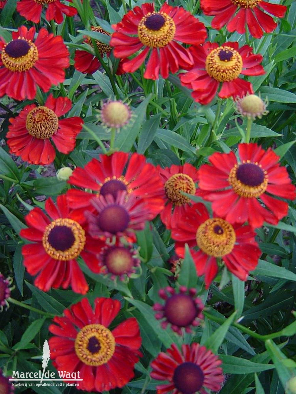 Helenium Kupferzwerg