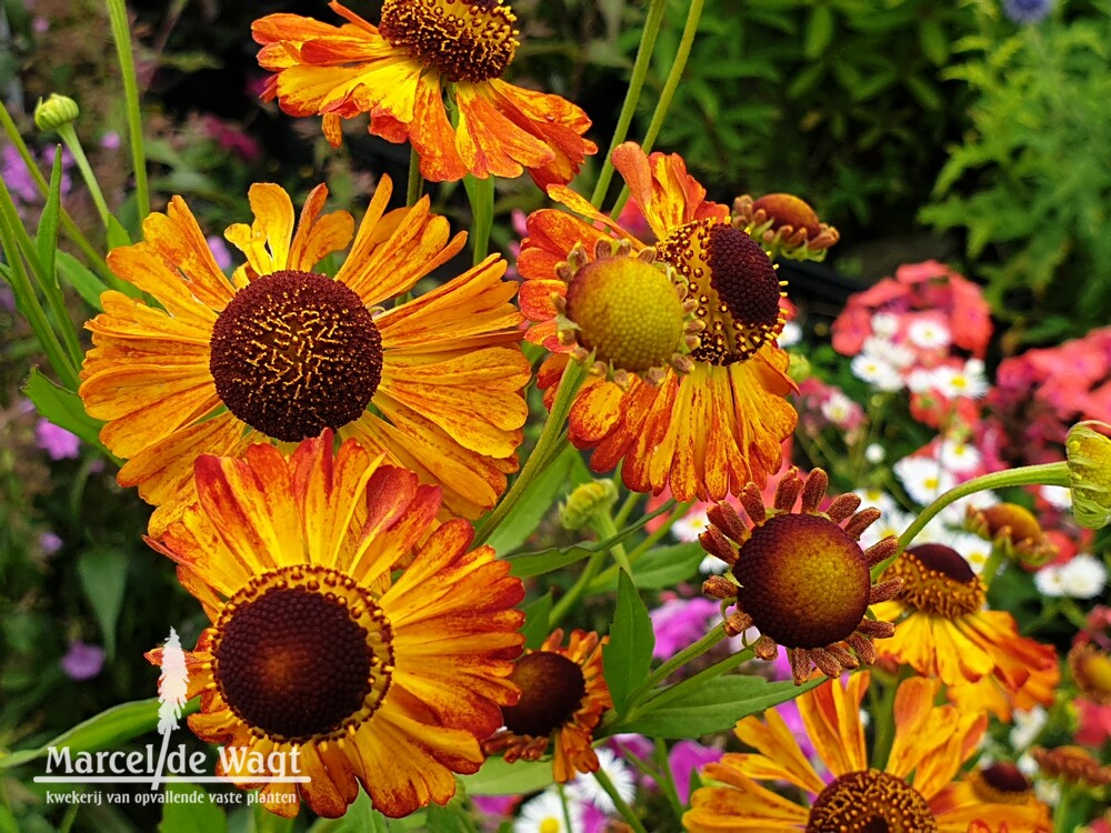 Helenium Luzi