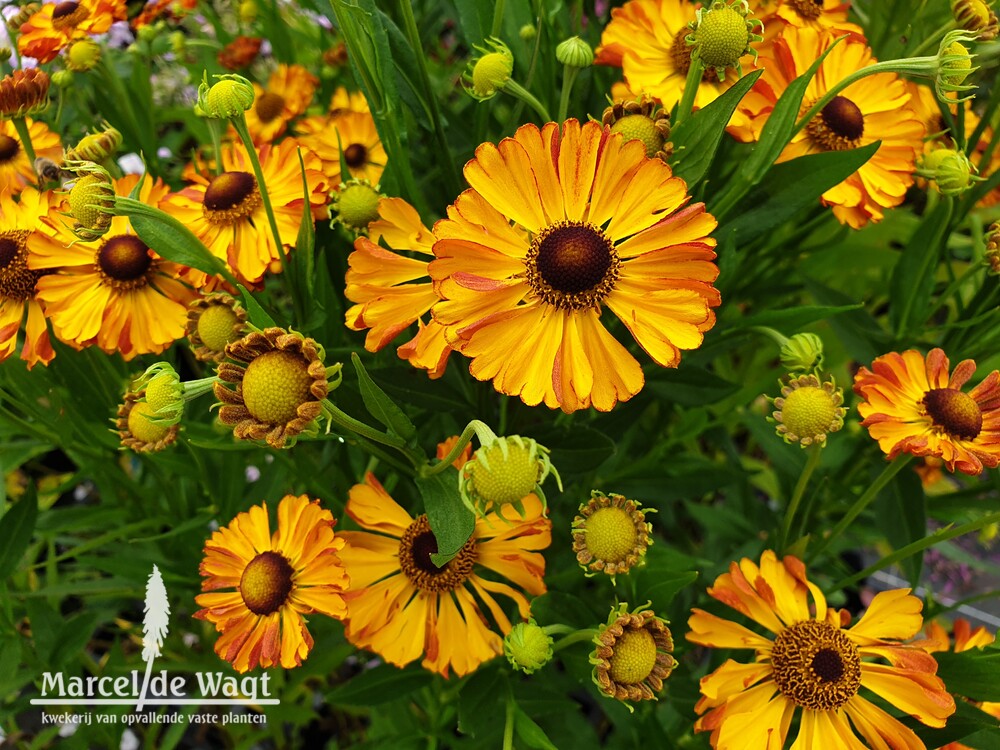 Helenium Marambi