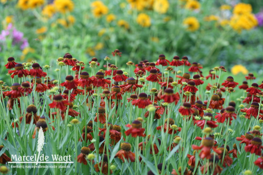 Helenium Moerheim Beauty