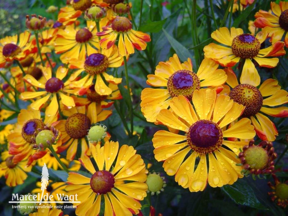 Helenium Rauchtopas