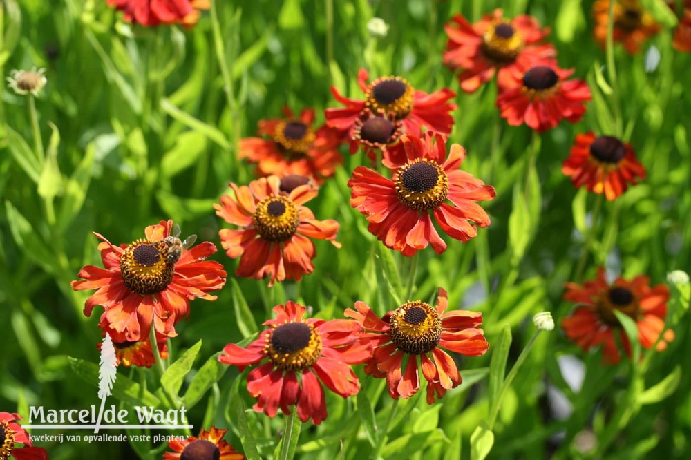 Helenium Red Army