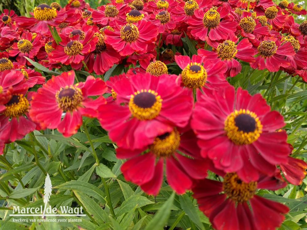 Helenium Rubinzwerg