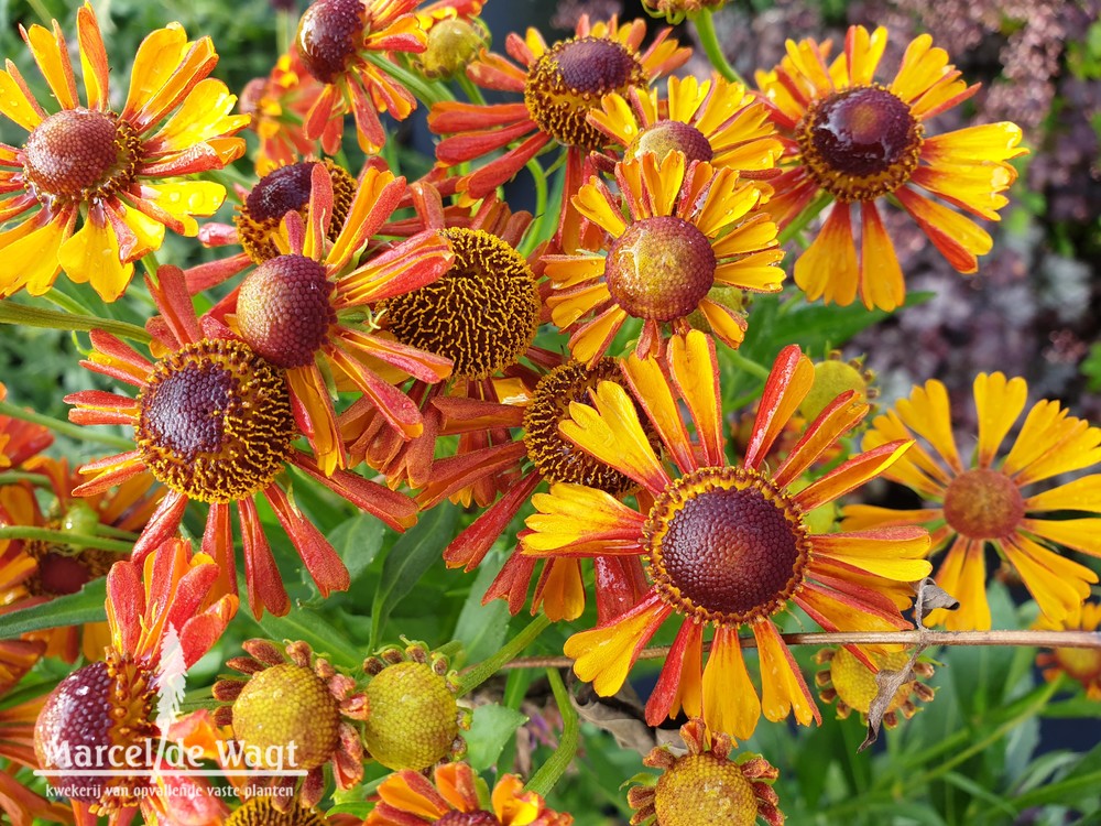 Helenium Vens Apollo okergeel oranjebruin