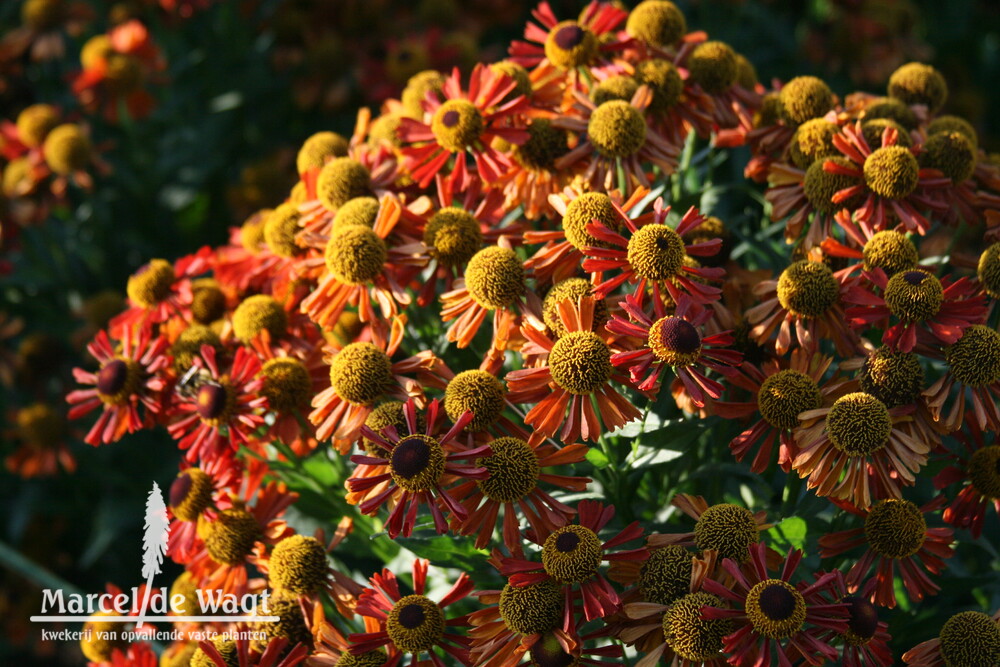 Helenium Vens Apollo Rood