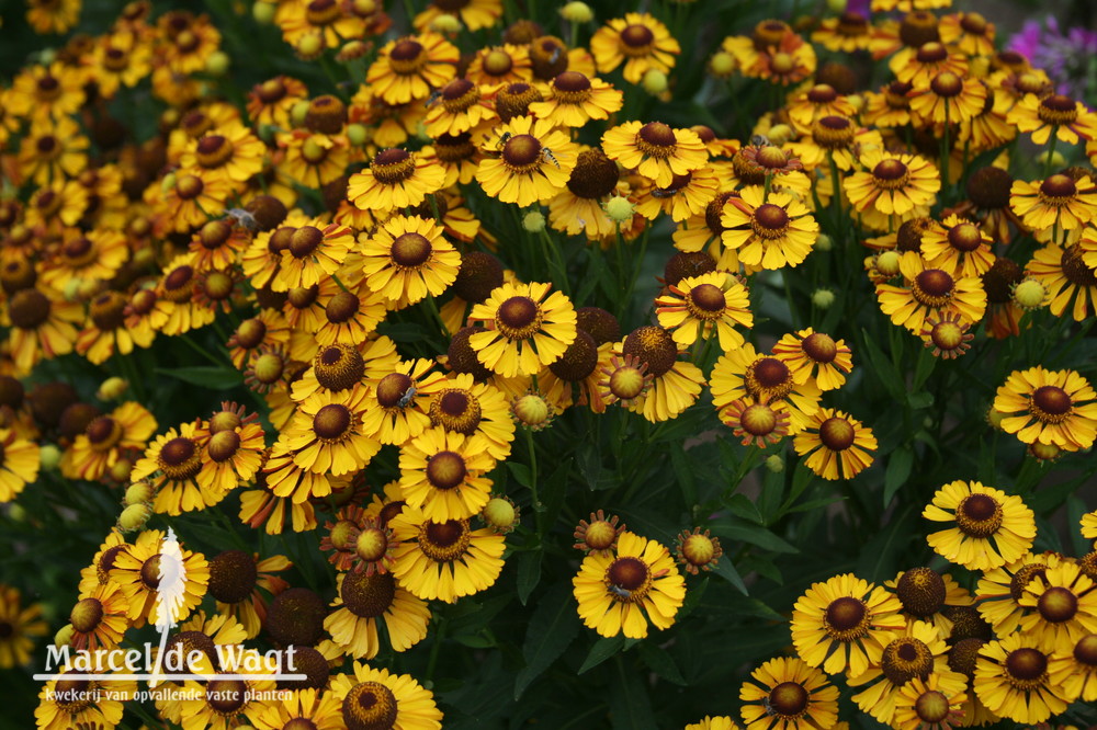 Helenium Vens Gaia