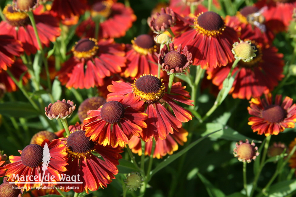 Helenium Vens Hemera