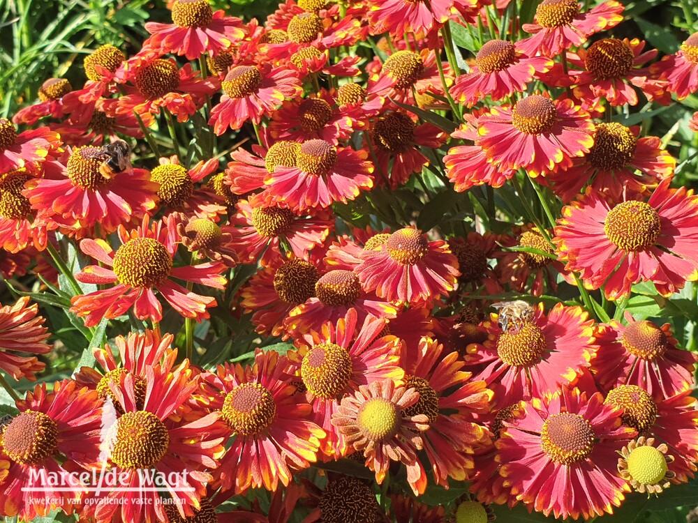 Helenium Vens Hestia