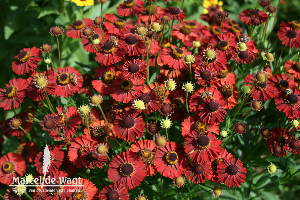 Helenium Vens Nyx