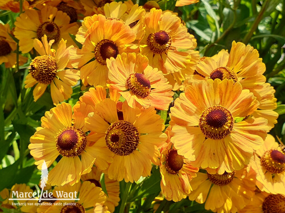 Helenium Zimbelstern