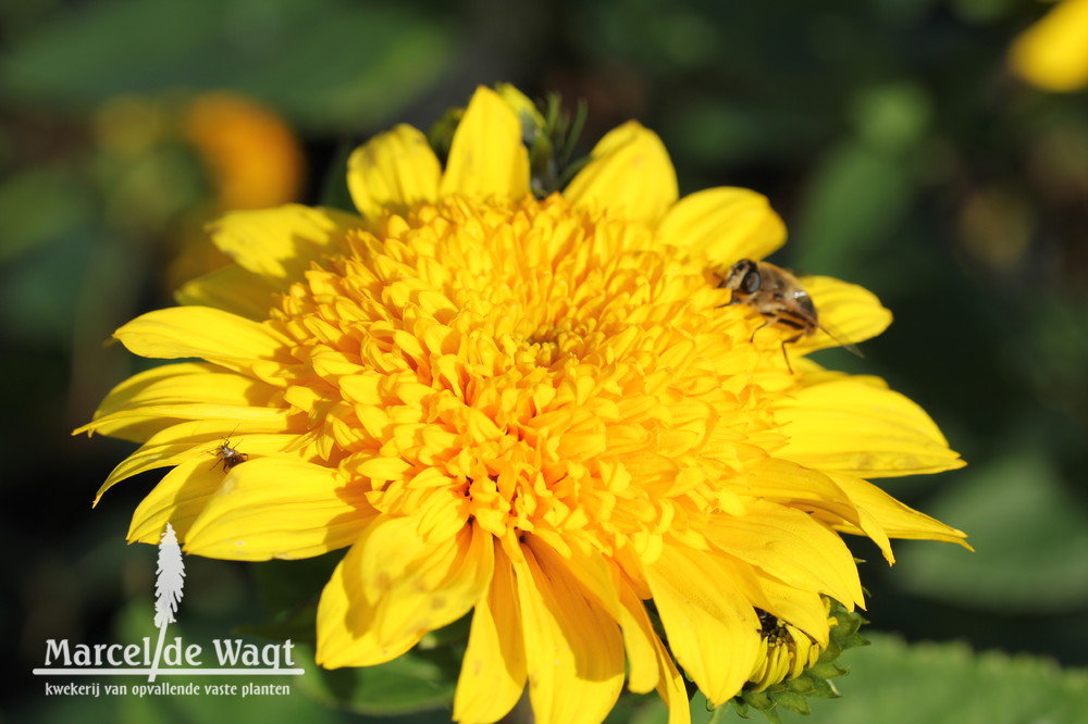 Helianthus Happy Days