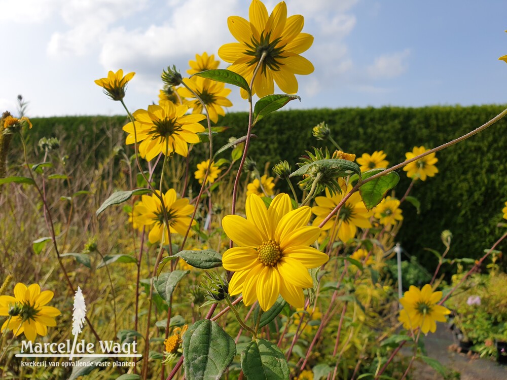 Helianthus microcephalus