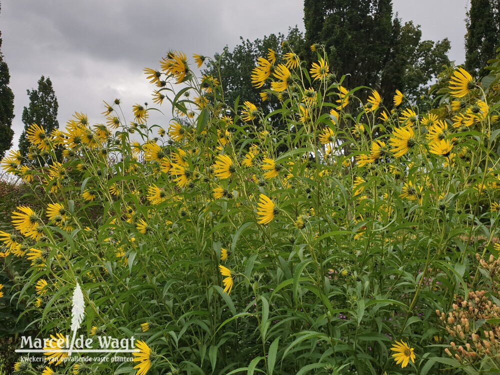 Helianthus Vens Autumn Suns