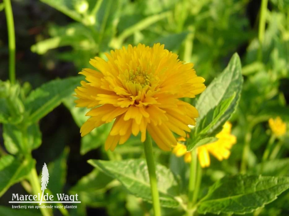 Heliopsis helianthoides Asahi