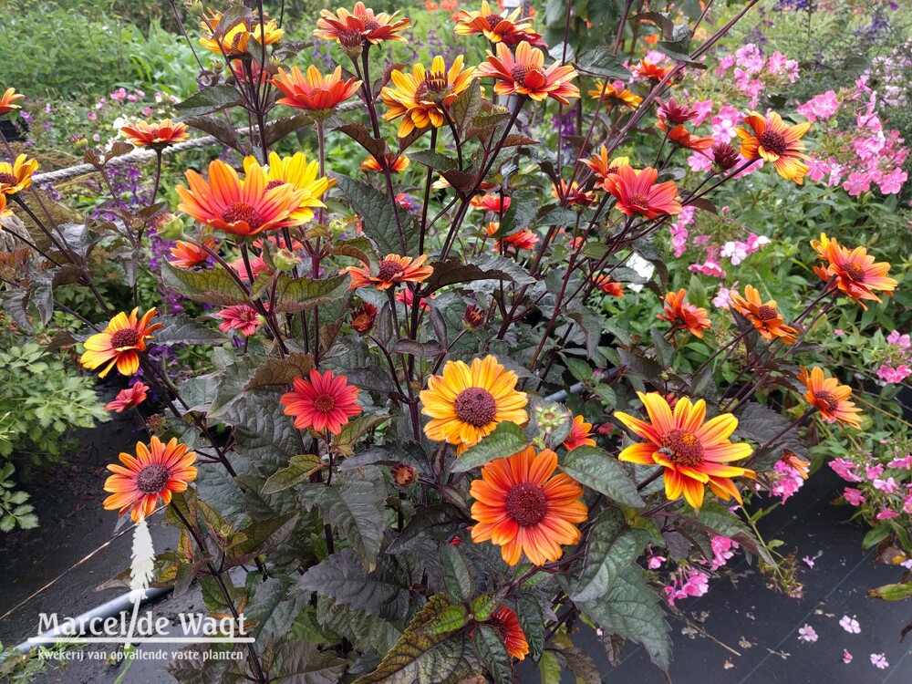 Heliopsis helianthoides Bleeding Hearts