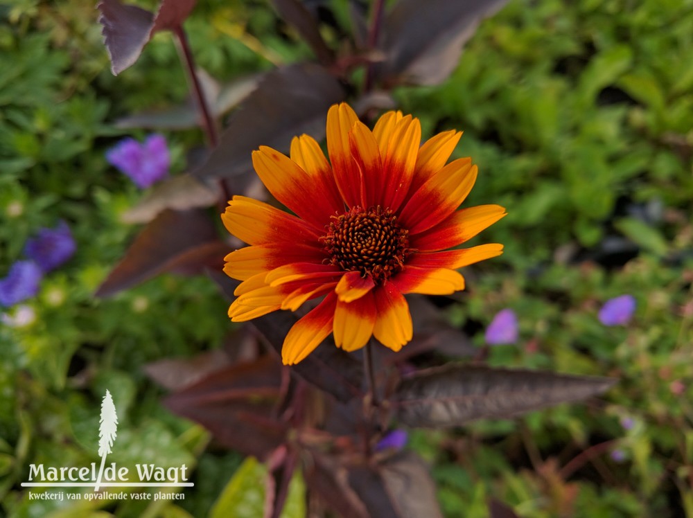 Heliopsis helianthoides Burning Hearts