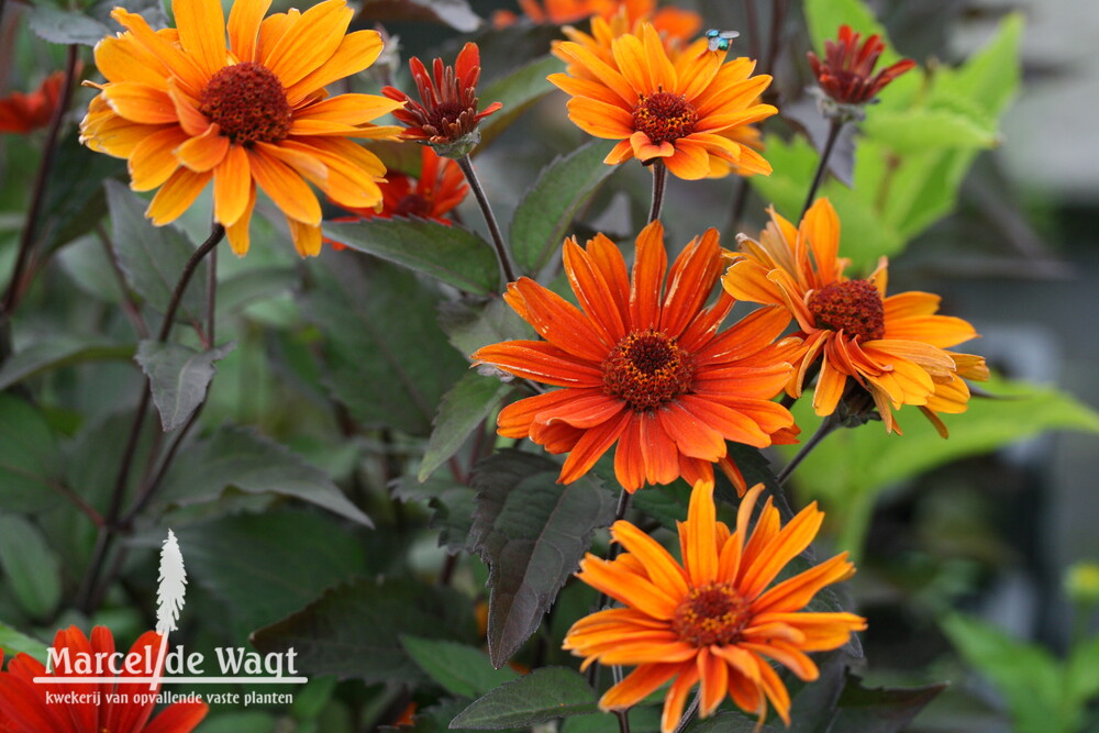 Heliopsis helianthoides Fire Twister