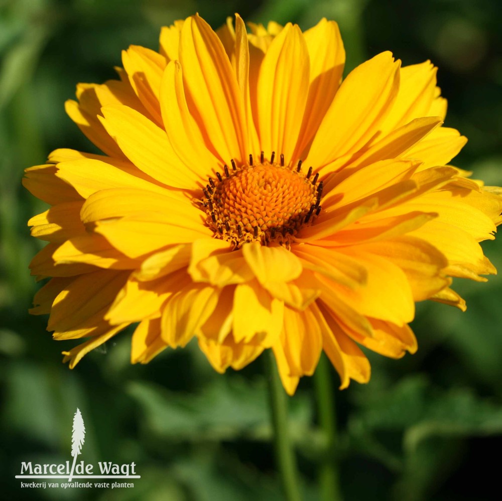 Heliopsis helianthoides Venus