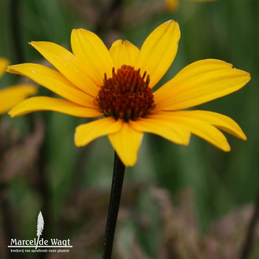 Heliopsis Summer Pink