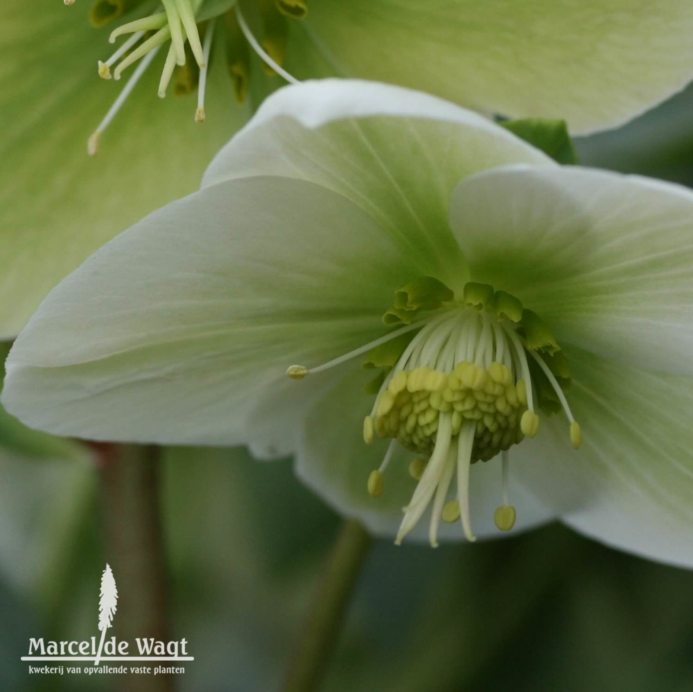 Helleborus White Beauty