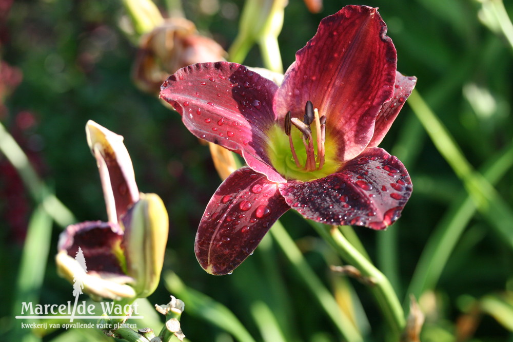 Hemerocallis Bela Lugosi