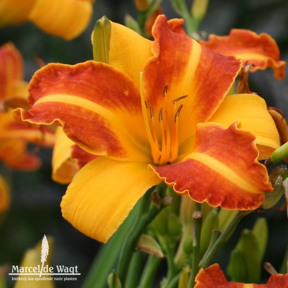 Hemerocallis Frans Halz