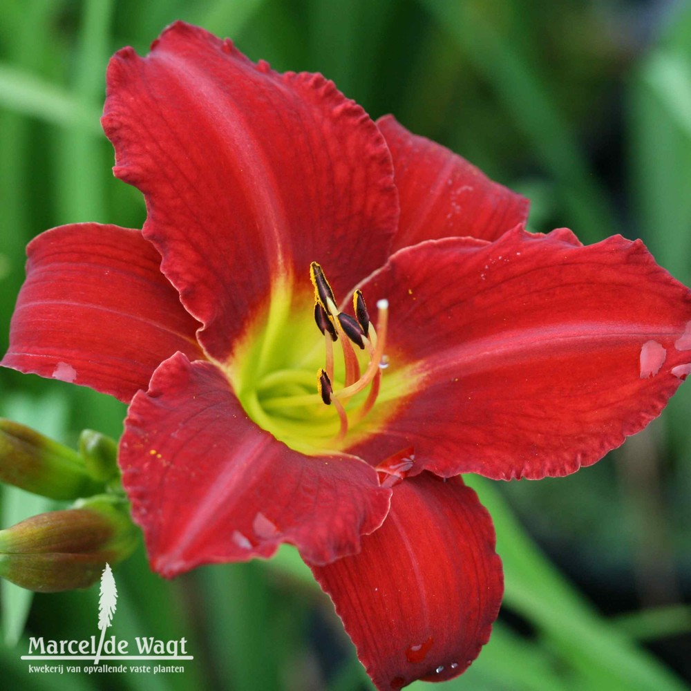 Hemerocallis Galena Holiday