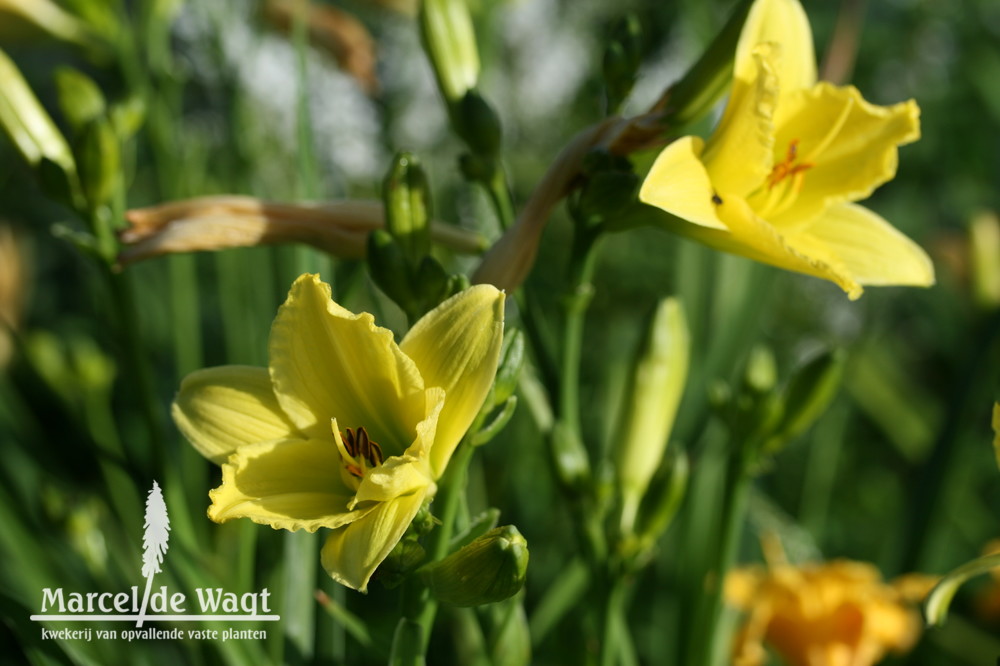 Hemerocallis Green Flutter