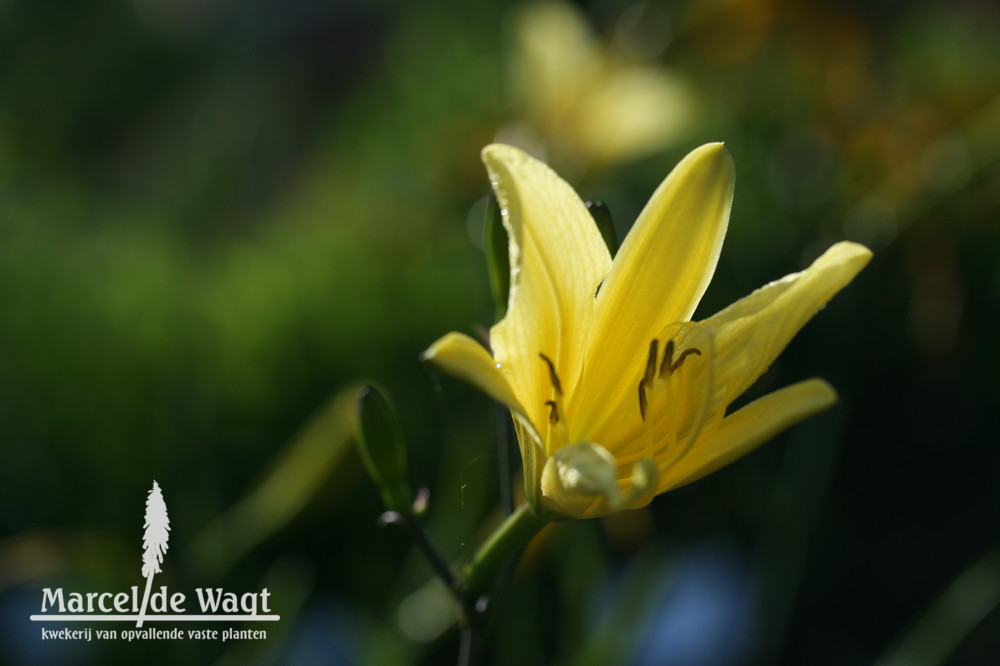 Hemerocallis liliosphodelus