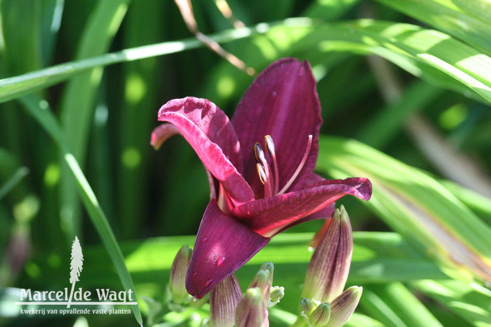 Hemerocallis Purple Rain