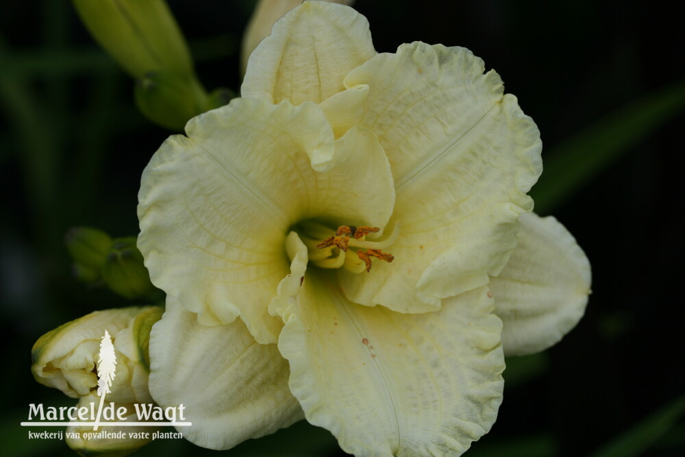 Hemerocallis Queen Anne's Lace