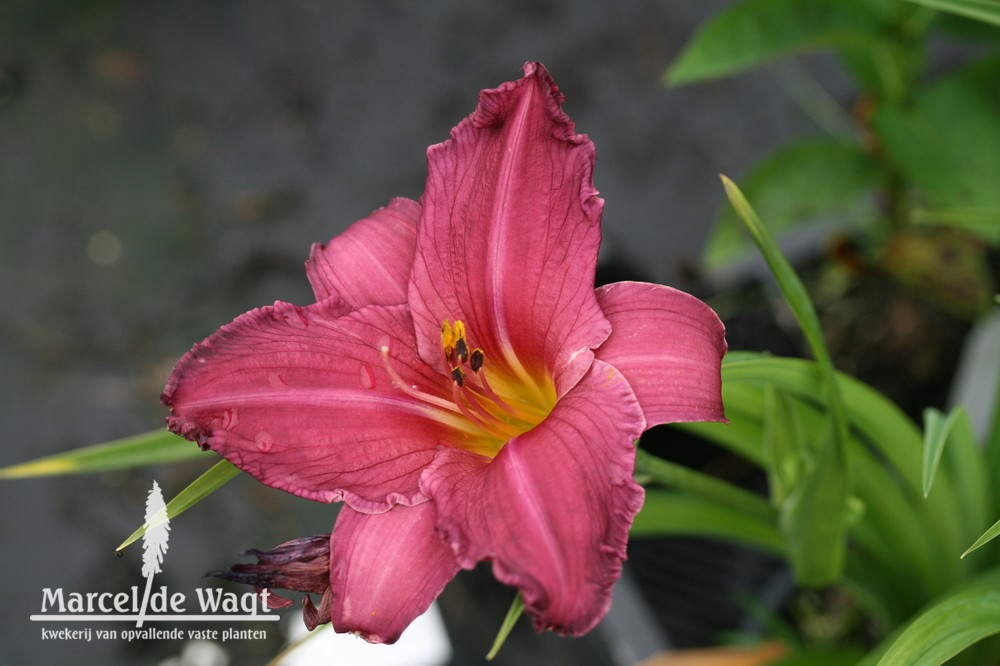 Hemerocallis Summer Wine