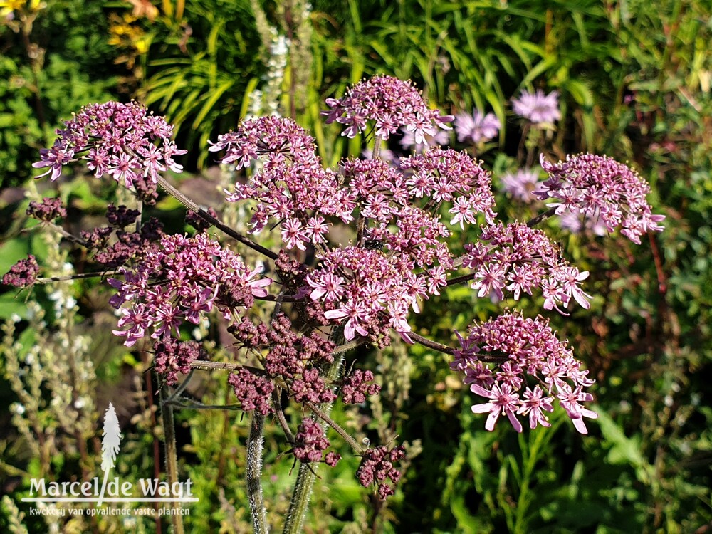 Heracleum spondylium Pink Cloud