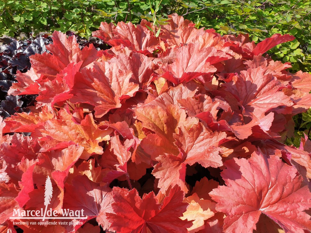 Heuchera Bloody Dinosaur