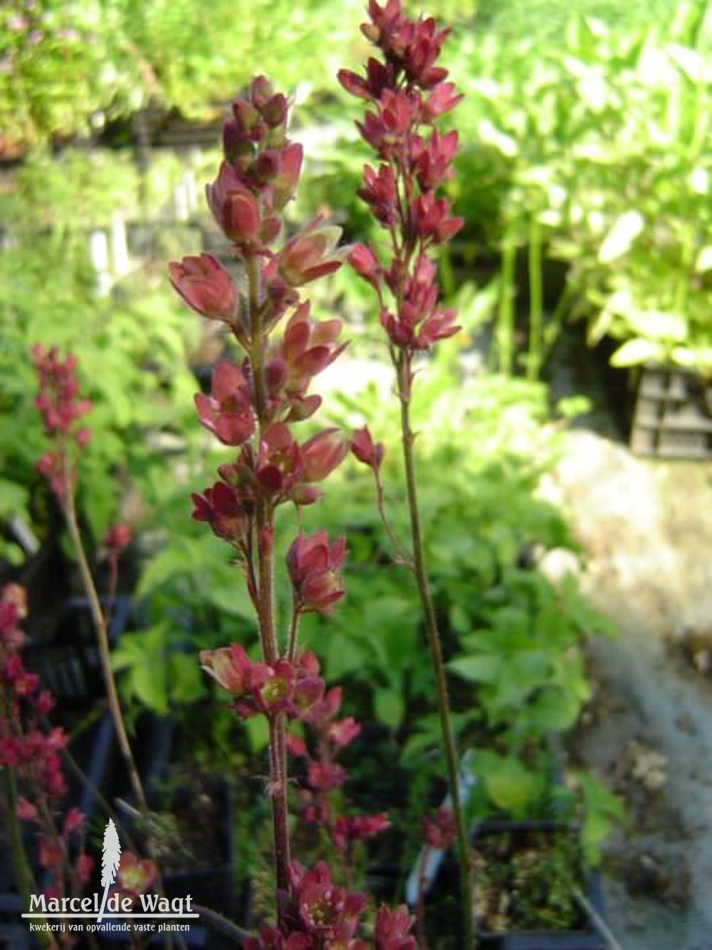 Heuchera Brownfinch