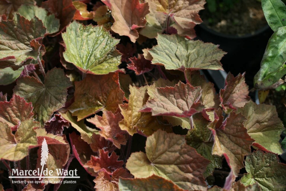 Heuchera Brownies