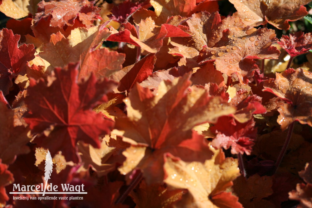 Heuchera Caramel