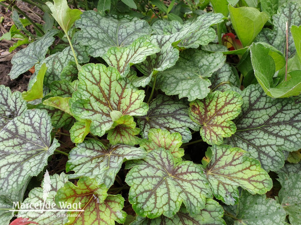 Heuchera Green Spice