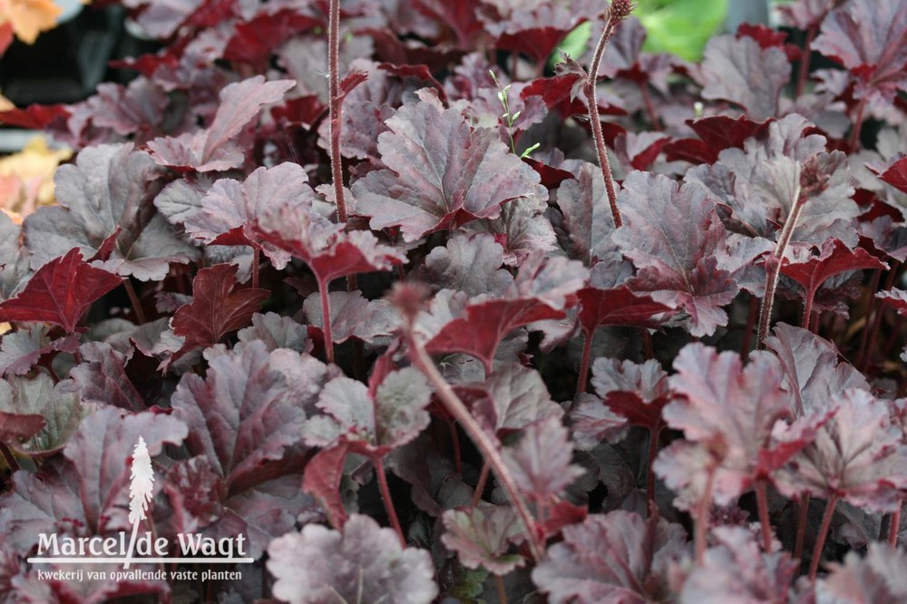 Heuchera Obsidian