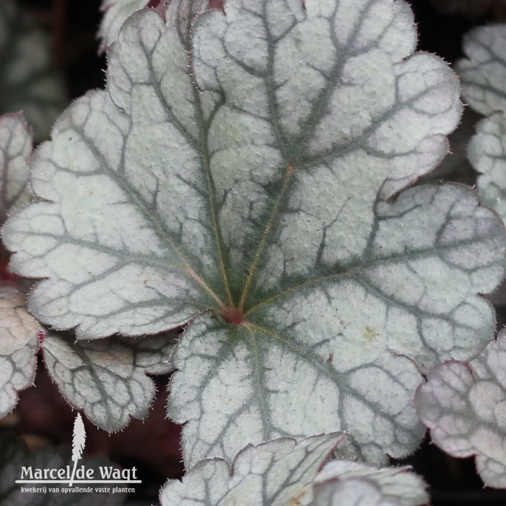 Heuchera Rave On