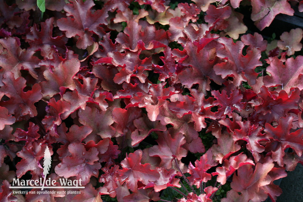 Heuchera Red Sea