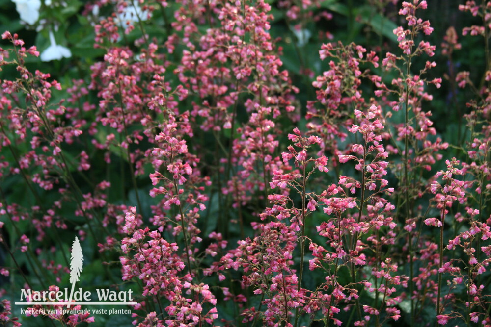 Heuchera Rex Peppermint