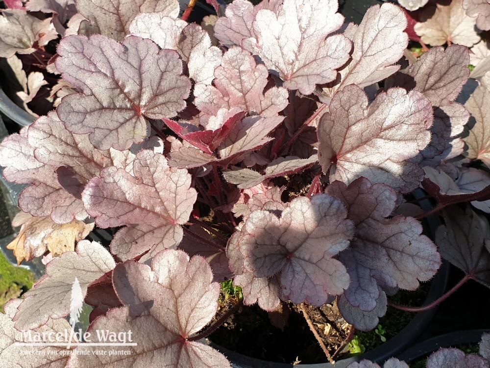 Heuchera Silver Gumdrop