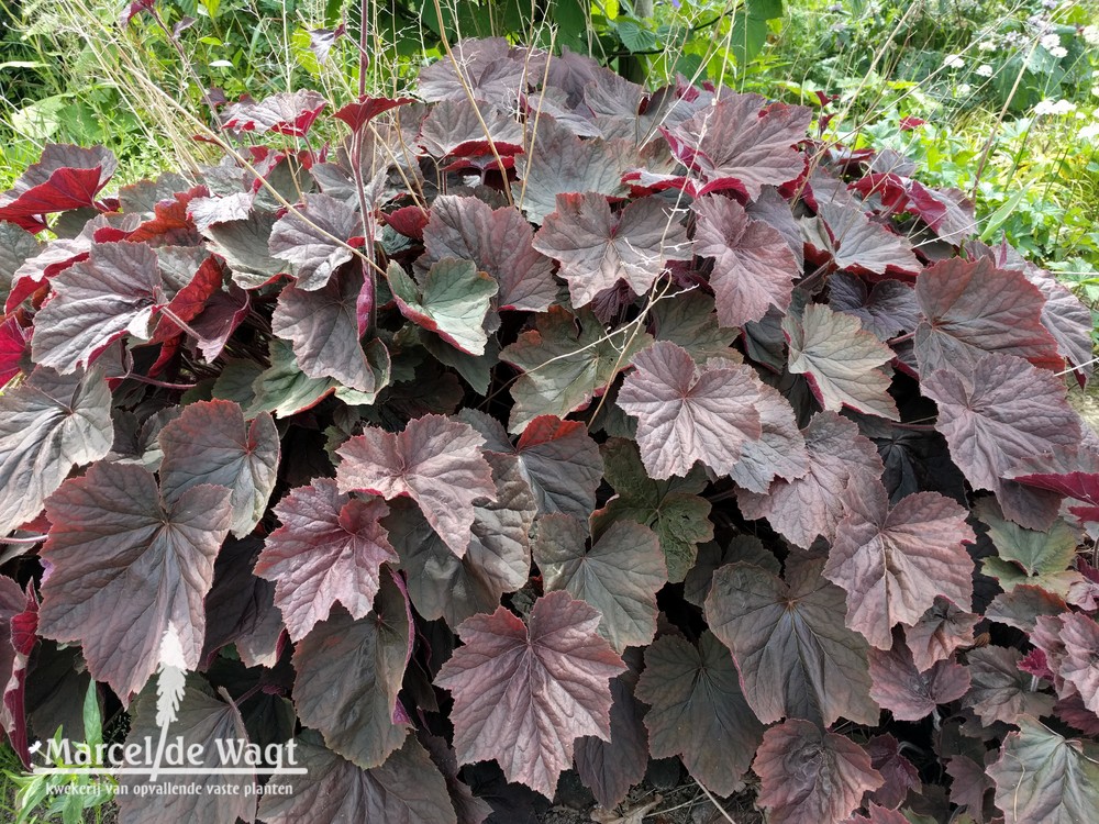 Heuchera XXL