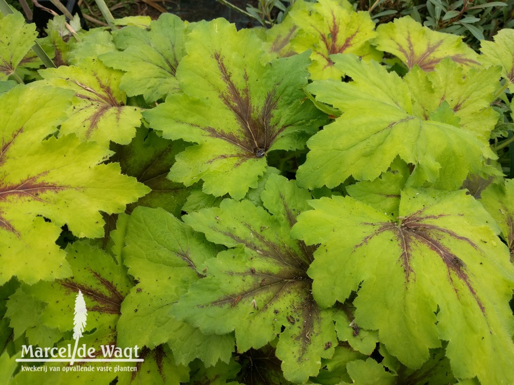 Heucherella Art Nouveau