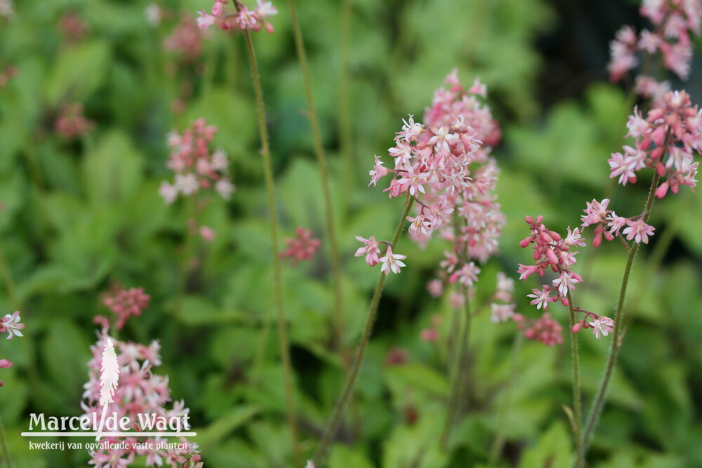 Heucherella Pink Revolution