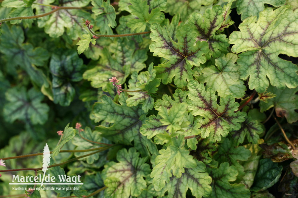 Heucherella Tapestry