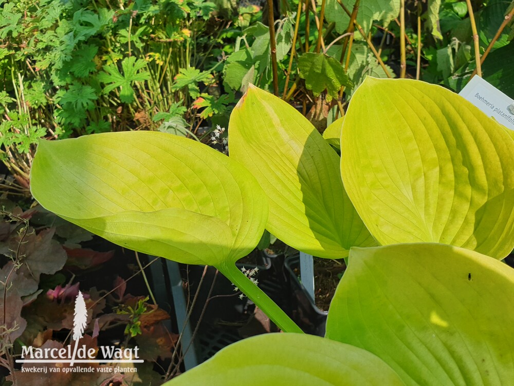 Hosta August Moon