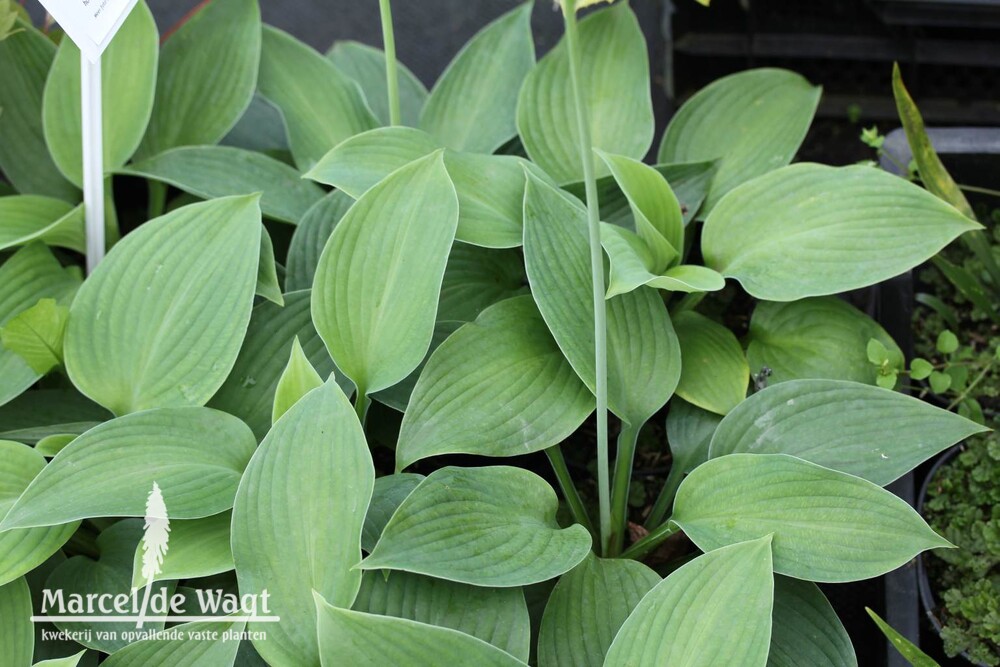 Hosta Blue Angel