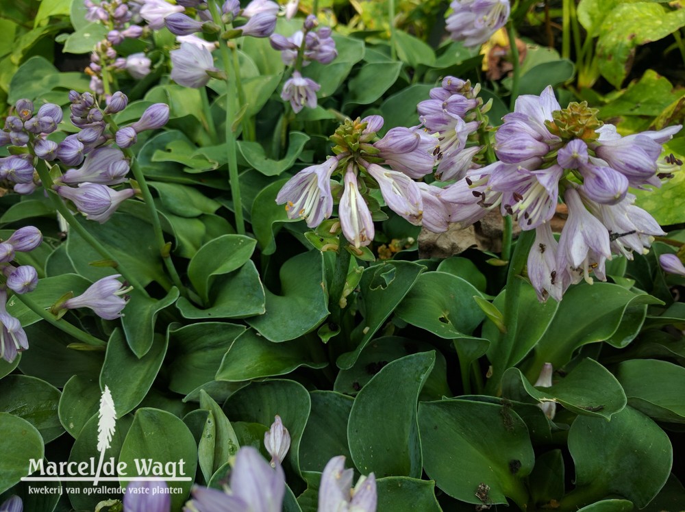 Hosta Blue Mouse Ears